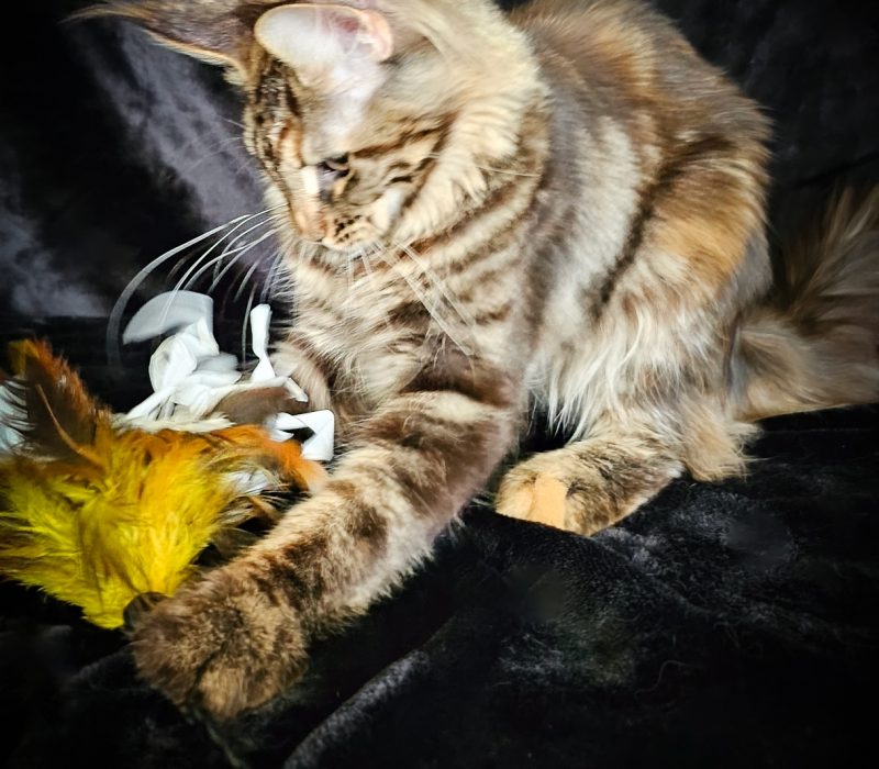 A cat playing with a toy on the couch