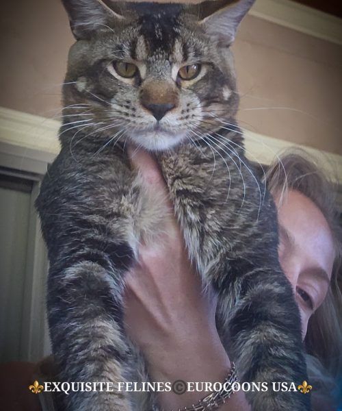 A cat is sitting on the arm of someone.