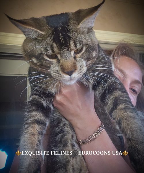 A woman holding onto a cat with its head on her shoulder.