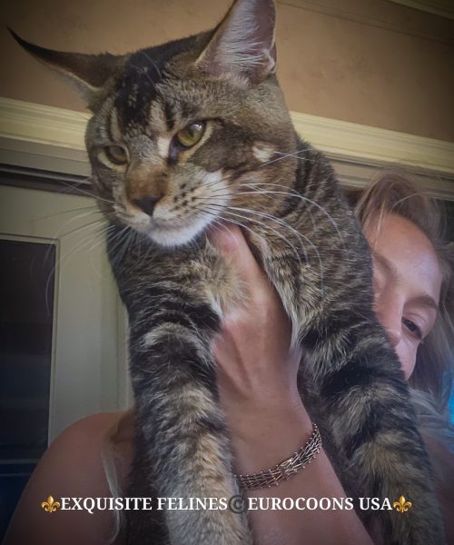 A woman holding a cat in her arms.