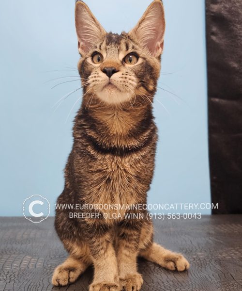 A cat sitting on the ground looking up at something