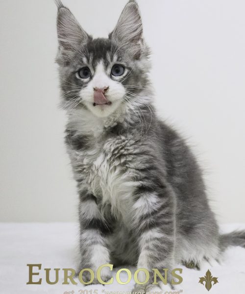 A gray and white kitten sitting on top of a blanket.