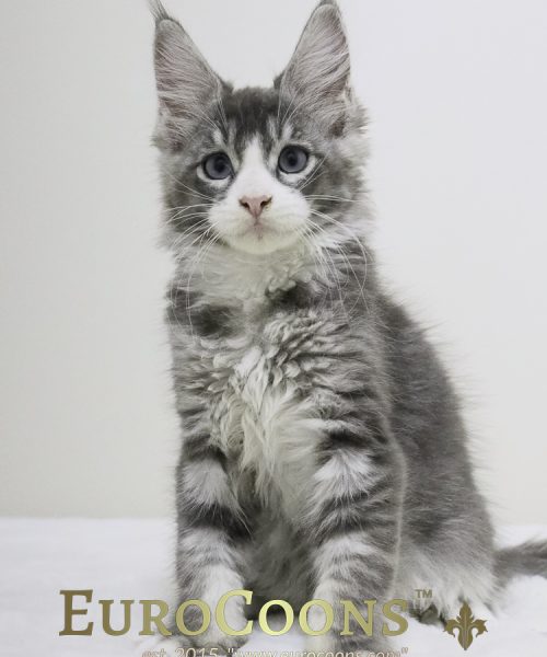 A gray and white kitten sitting on top of a table.