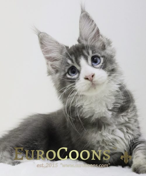 A gray and white kitten sitting on top of the ground.